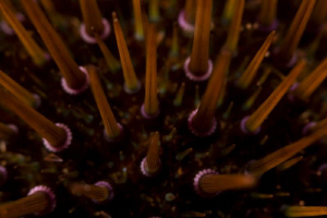 sea urchin by Miro Polensek 